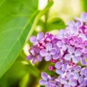 A closeup of fragrant common lilac flowers (Syringa vulgaris) on a shallow DOF