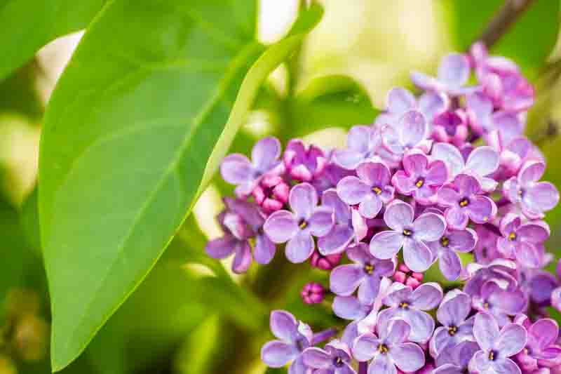 A closeup of fragrant common lilac flowers (Syringa vulgaris) on a shallow DOF