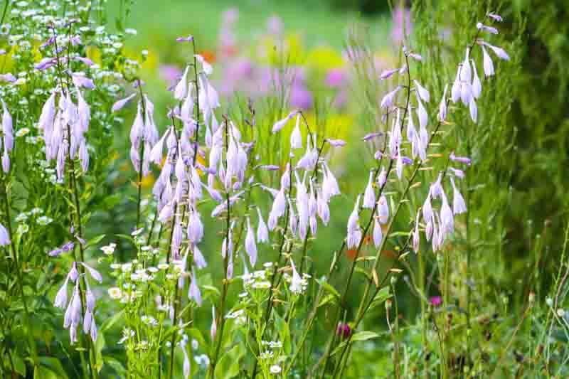Hosta lavender flowers