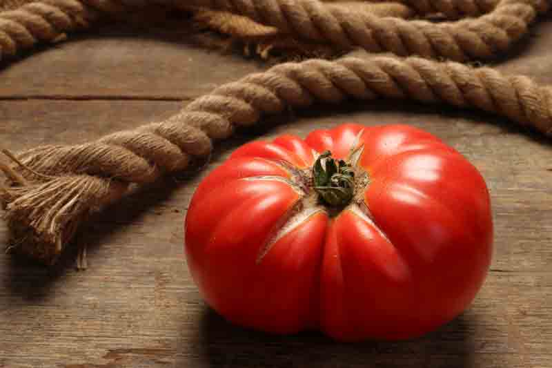 Tomato Brandyine, Beefsteak Tomato, Solanum lycopersicum 'Brandywine'