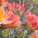 A closeup shot of pink and orange Rhododendron flowers