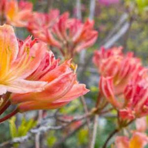 A closeup shot of pink and orange Rhododendron flowers