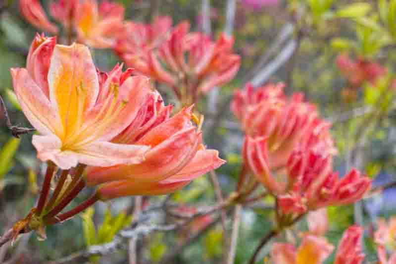 A closeup shot of pink and orange Rhododendron flowers