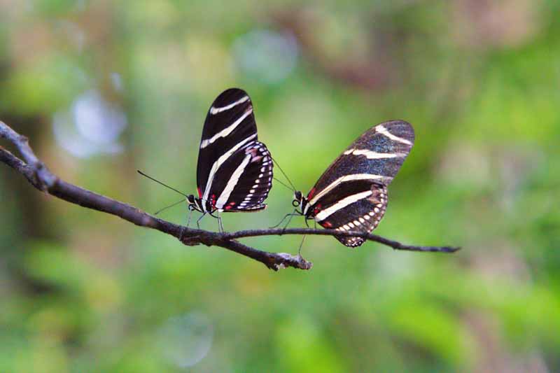 Zebra Longwing Butterfly, Heliconius charithonia