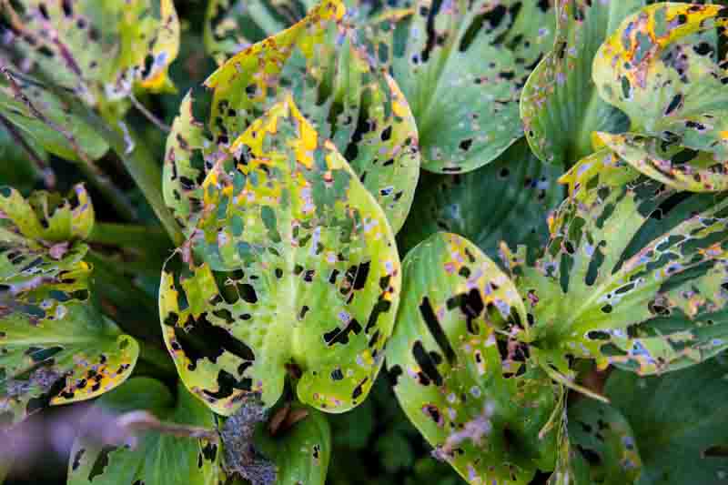 A closeup shot of anthracnose leaves in a garden