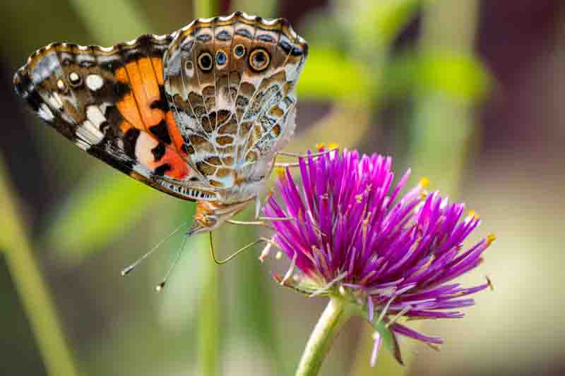 Painted lady butterfly on a Knapweed flower in a garden