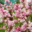 A branch of Hungarian lilac with small, neat flowers on a clear summer day.