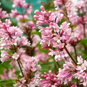 A branch of Hungarian lilac with small, neat flowers on a clear summer day.
