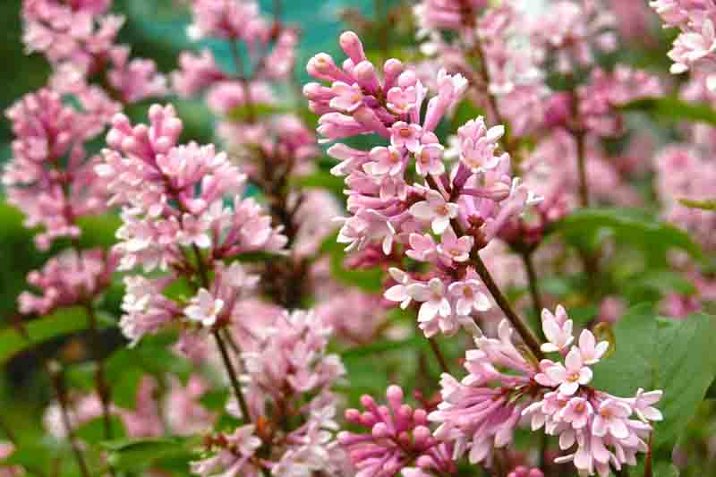 A branch of Hungarian lilac with small, neat flowers on a clear summer day.