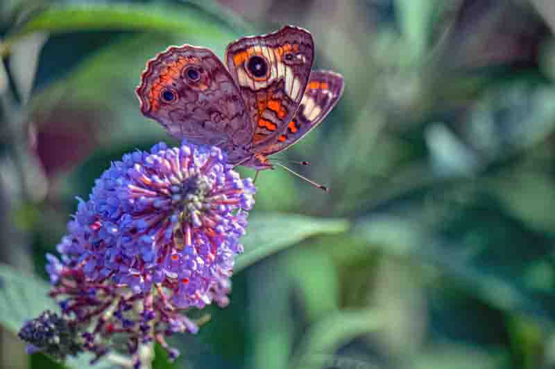 Junonia coenia, known as the common buckeye or buckeye, is a butterfly in the family Nymphalidae