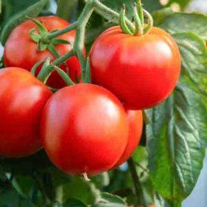 Fresh ripe tomatoes hanging in a vibrant greenhouse garden