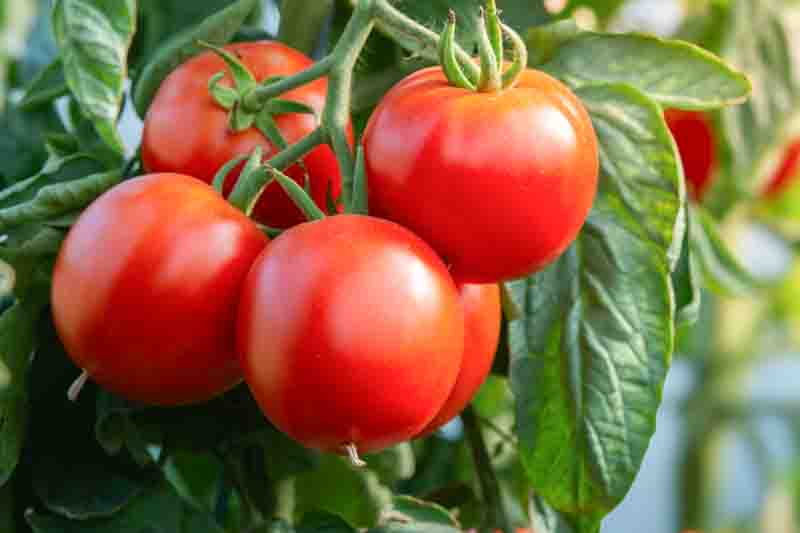 Fresh ripe tomatoes hanging in a vibrant greenhouse garden