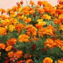 On the flowerbed bushes bloom marigold (tagetes) - annual plant from the family of aster