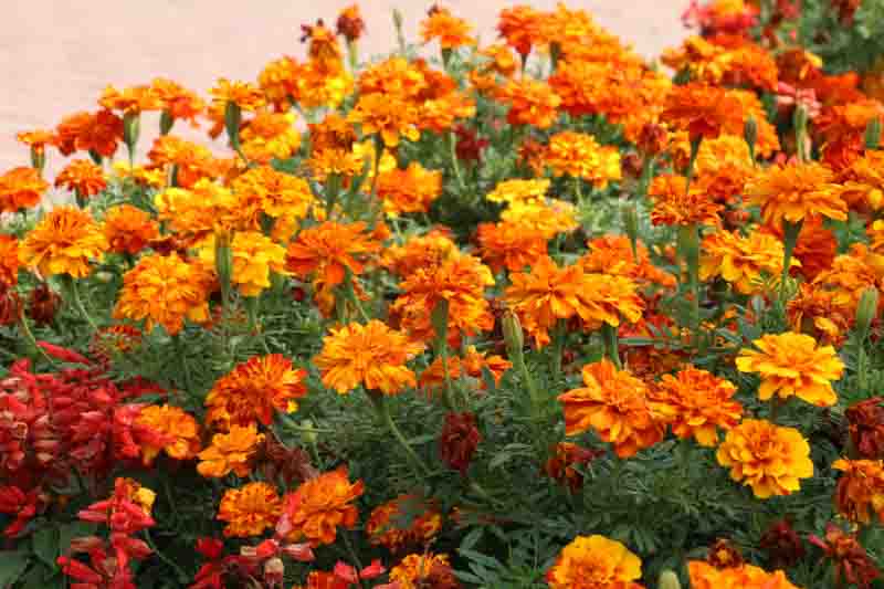 On the flowerbed bushes bloom marigold (tagetes) - annual plant from the family of aster