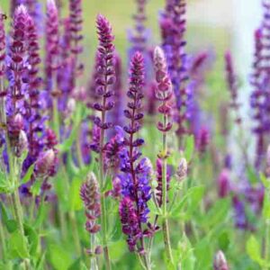 Sage (salvia nemorosa) grows among grasses in the wild