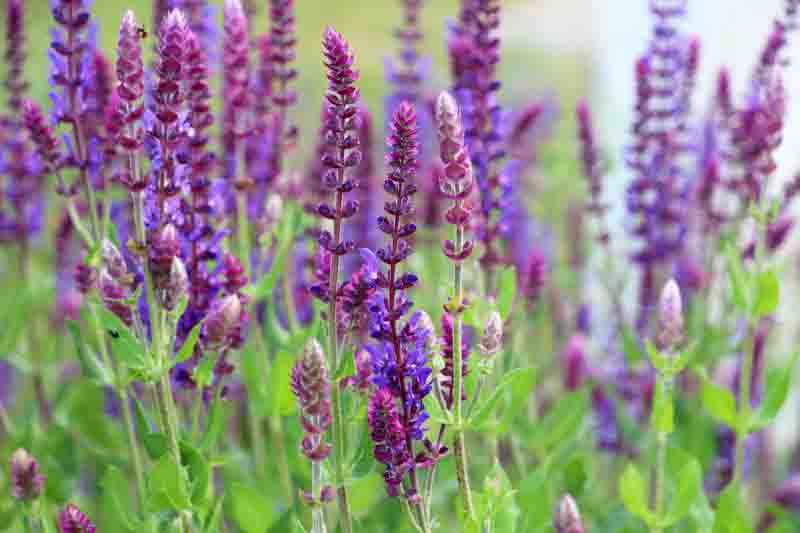 Sage (salvia nemorosa) grows among grasses in the wild