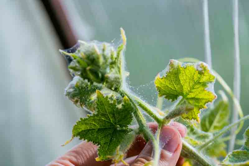 Hand inspecting a cucumber seedling's top growth. Revealing a severe spider mite infestation with extensive webbing covering the leaves and new growth. Indicating significant agricultural pest damage