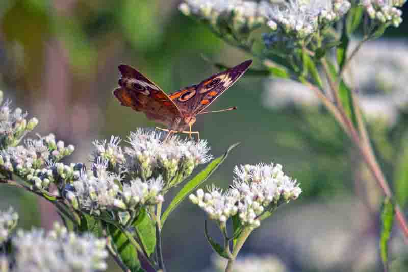 Junonia coenia, known as the common buckeye or buckeye, is a butterfly in the family Nymphalidae