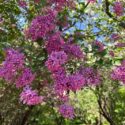 Syringa lilac bush in spring park.