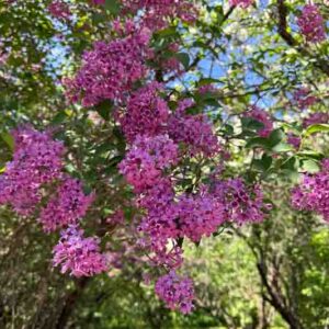 Syringa lilac bush in spring park.