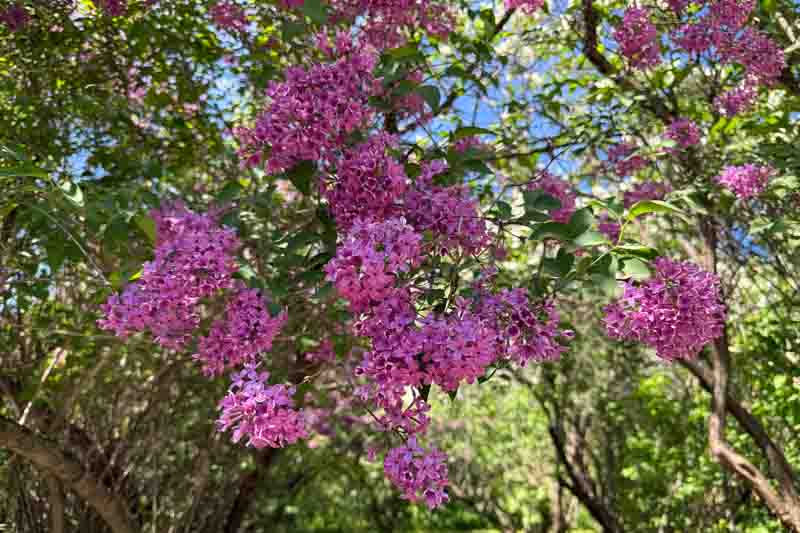 Syringa lilac bush in spring park.