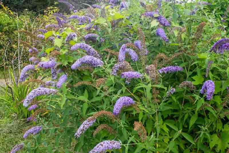 Buddleja davidii flower of a purple ornamental shrub bush in garden.