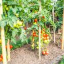 Tomato plants growing in vegetable garden