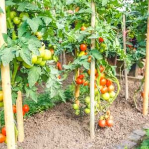 Tomato plants growing in vegetable garden