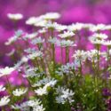 Spring flower carpet covers the garden ground. Spring blooming phlox creates a vibrant scene. Spring creeping phlox spreads across the landscape. Spring garden flowers glow in gentle light.
