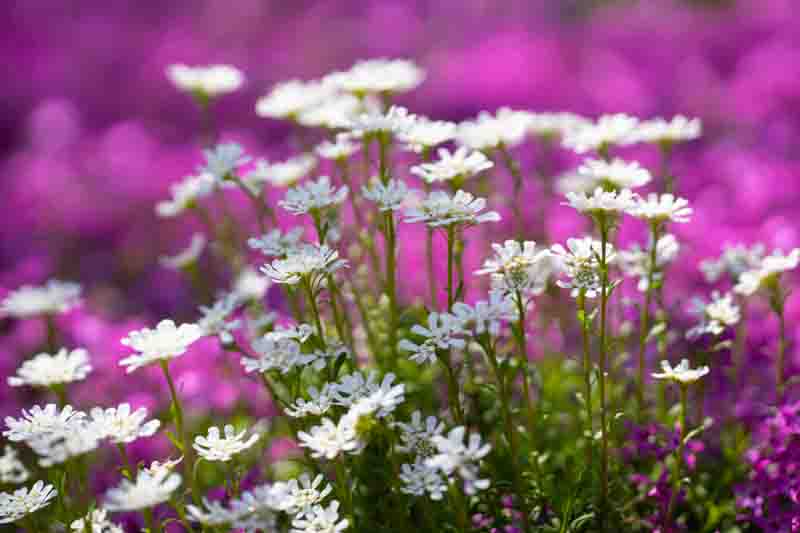 Spring flower carpet covers the garden ground. Spring blooming phlox creates a vibrant scene. Spring creeping phlox spreads across the landscape. Spring garden flowers glow in gentle light.