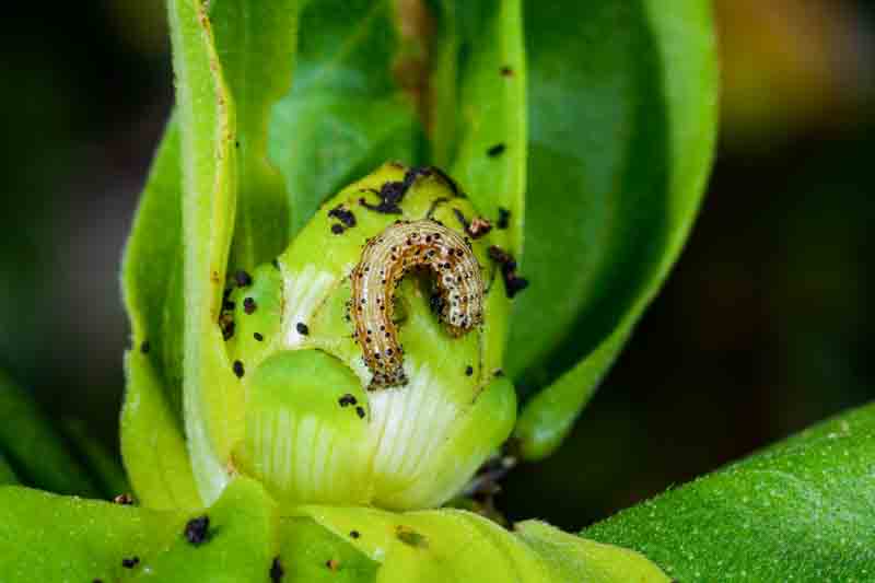 Caterpillar of the corn earworm (also known as tomato fruitworm or cotton bollworm, Helicoverpa zea)