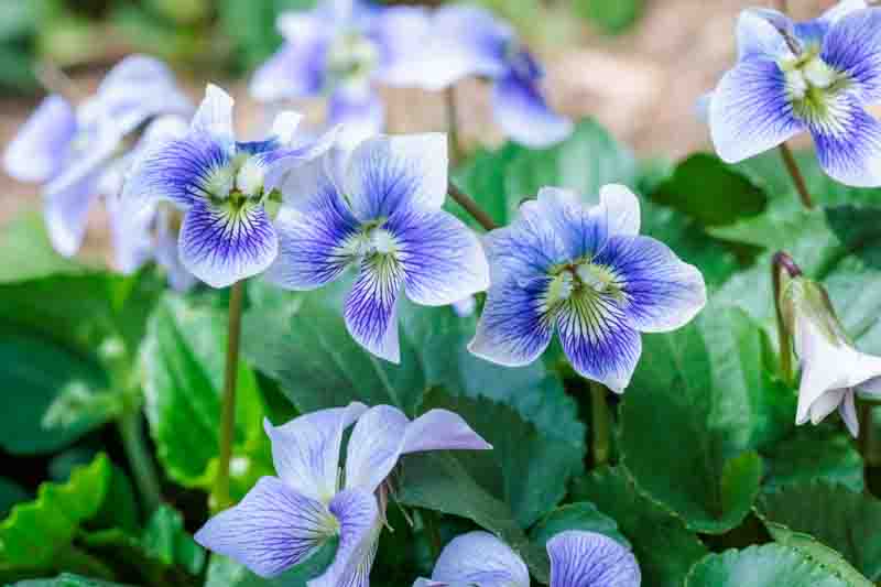 Common blue violet (Viola sororia), a host plant for fritillary butterfly caterpillars