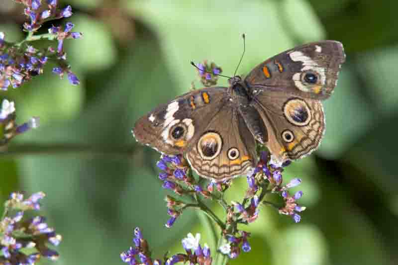 Above top view of one male Buckeye Butterfly on small purple flowers.