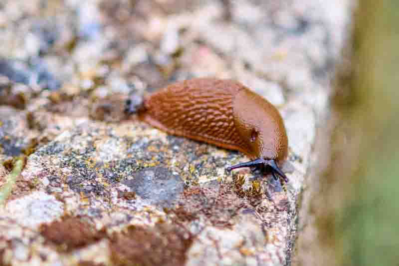 Brown slug moves along rough moss - covered stone surface surrounded by green grass in soft natural light.