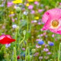 Different flowers bloom in a field during spring. The scene includes pink poppies and red flowers among green stems and grass.