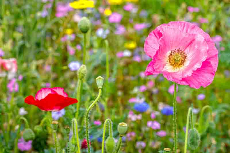 Different flowers bloom in a field during spring. The scene includes pink poppies and red flowers among green stems and grass.