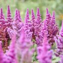 Close-up of vibrant pink astilbe flowers blooming outdoors