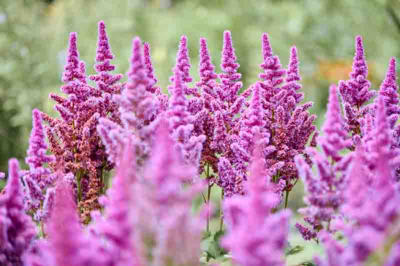 Close-up of vibrant pink astilbe flowers blooming outdoors