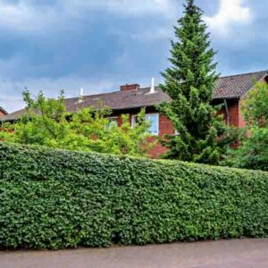 A dense and perfectly manicured green hedge providing privacy to a multi-story red brick residential building against a dramatic cloudy sky.