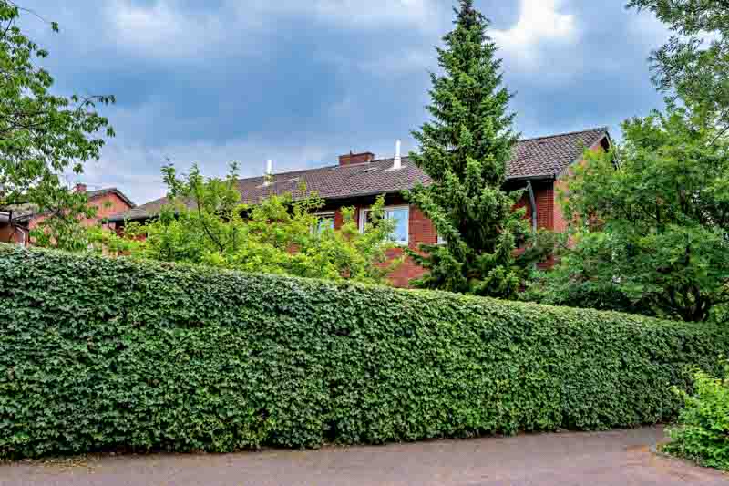 A dense and perfectly manicured green hedge providing privacy to a multi-story red brick residential building against a dramatic cloudy sky.