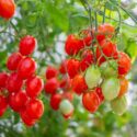 Bunch of fresh ripe red grape tomatoes hanging on the vine in organic garden