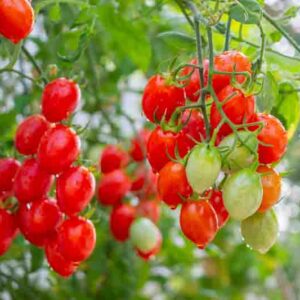 Bunch of fresh ripe red grape tomatoes hanging on the vine in organic garden
