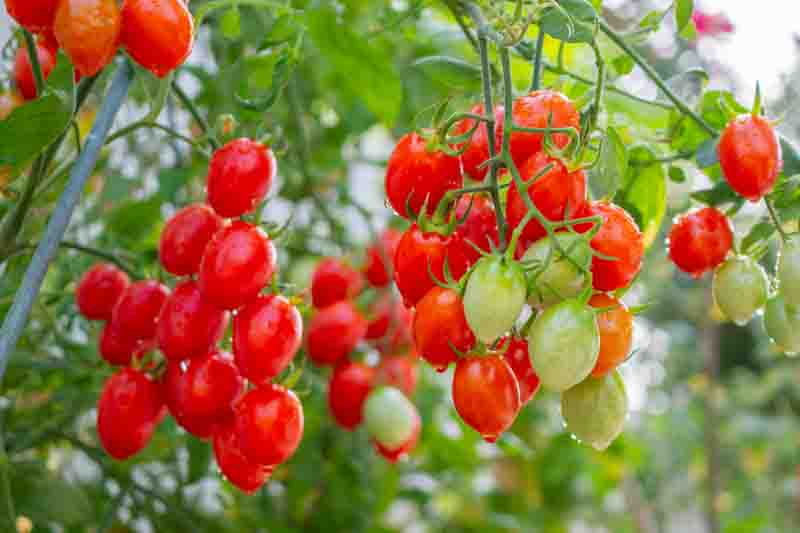 Bunch of fresh ripe red grape tomatoes hanging on the vine in organic garden