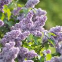 Deciduous flowering shrub Syringa vulgaris known as Lilac blooming outdoors in garden on spring day, small Lilac tree with lush flowers blossoming in park, plant highly valued for its fragrant blooms.
