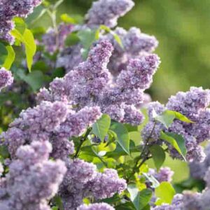 Deciduous flowering shrub Syringa vulgaris known as Lilac blooming outdoors in garden on spring day, small Lilac tree with lush flowers blossoming in park, plant highly valued for its fragrant blooms.