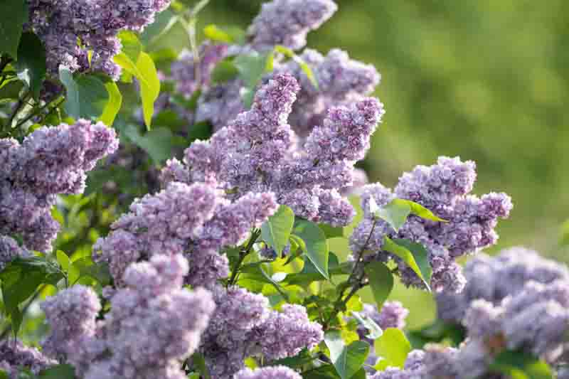 Deciduous flowering shrub Syringa vulgaris known as Lilac blooming outdoors in garden on spring day, small Lilac tree with lush flowers blossoming in park, plant highly valued for its fragrant blooms.