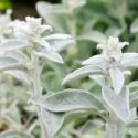 Stachys byzantina (Lambs Ears) plant in the garden.