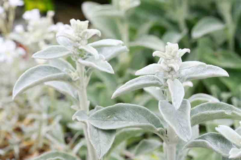 Stachys byzantina (Lambs Ears) plant in the garden.
