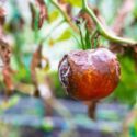 Diseased tomato hanging on plant inside greenhouse. Visible plant infection, damaged leaves, and crop loss caused by agricultural disease and poor growing conditions