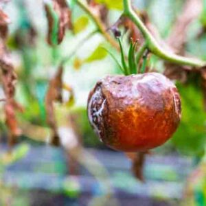 Diseased tomato hanging on plant inside greenhouse. Visible plant infection, damaged leaves, and crop loss caused by agricultural disease and poor growing conditions